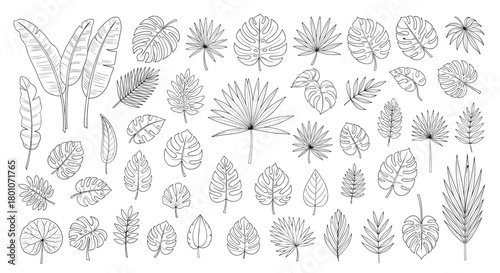 Hand-drawn collection of various tropical leaves in black and white line art, perfect for botanical design.