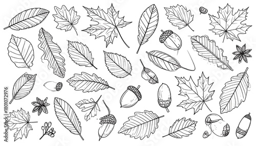 Detailed Line Art of Autumn Leaves and Acorns.