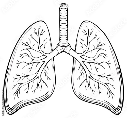 Black and white line art illustration of human lungs and the respiratory system