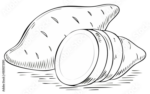 Sweet Potatoes Fresh Harvest Line Art Style Slice Sketch of Root Vegetables