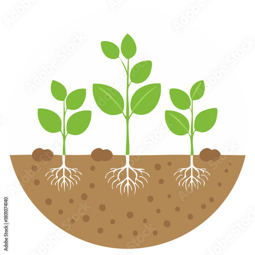 Illustration of growing plants with roots and soil