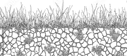 Black and white illustration of grass blades and soil cross section with root system vector