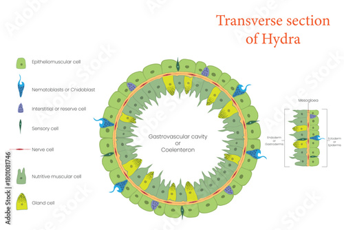 Educational Biology Illustration Showing Hydra Transverse Section Anatomy
