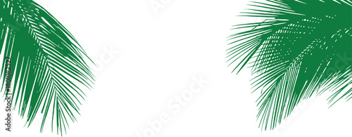 Tropical palm leaf border illustration creates a fresh summer frame. Green fronds add natural elegance to a clean white background. Perfect botanical design for invitations and tropical themes.