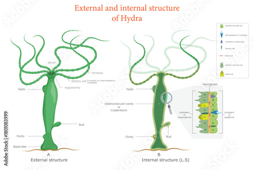 Educational Biology Illustration Showing Hydra External and Internal Body Structure