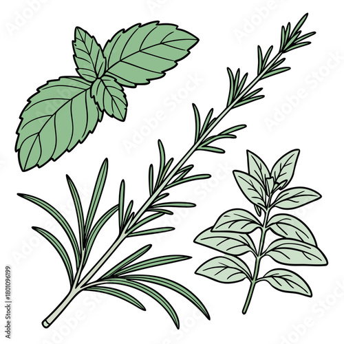 Fresh herbs isolated on for cooking and aromatherapy use