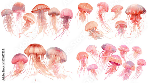Watercolor jellyfish in pink and coral shades with flowing tentacles. Dreamy marine creatures isolated on white for ocean themed patterns, nursery art, and invitations.