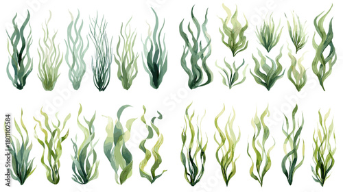 Watercolor seaweed and algae set in fresh green tones. Flowing kelp fronds painted softly, isolated on white for ocean themed patterns, frames, invitations, and coastal decor.