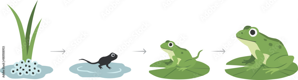 Obraz premium Frog Life Cycle