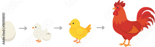 Chicken Life Cycle
