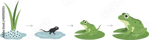 Frog Life Cycle