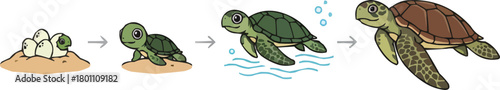 Turtle Life Cycle
