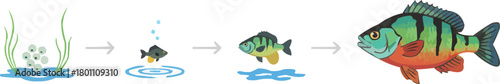 Fish Life Cycle