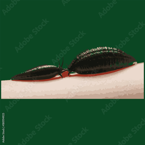 Two Leeches Attached to Skin Illustration parasite