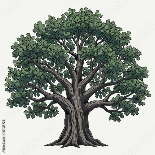 Detailed Illustration of a Mature Oak Tree with Dense Foliage.