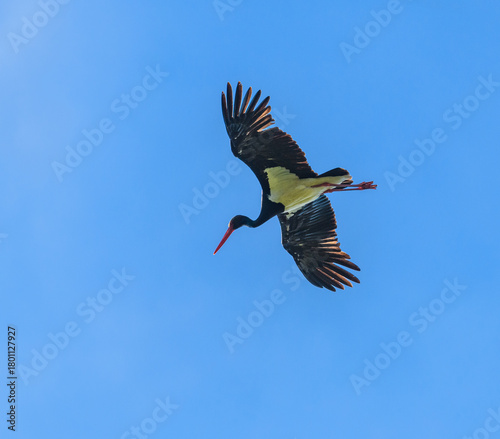 black stork (Ciconia nigra) flying