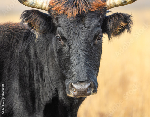 Billede på lærred wild tauros, aurochs-like cattle portrait