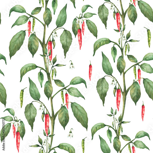 Chili pepper plant with flowers red end green pepper pods and leaves seamless pattern. Hand drawn watercolor illustration. Hot spicy garden vegetables for fabric, gardening. Isolated from background