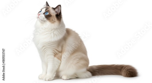 Adorable Ragdoll Cat with Striking Blue Eyes Looking Upwards, Animal, Pet, Feline