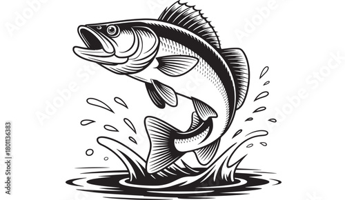 Bass fish jumping out of water detailed black and white vector illustration for fishing and outdoor adventure designs
