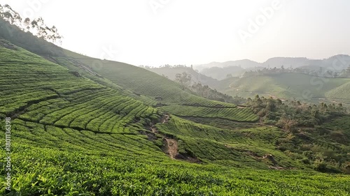 A lush view from within the tea plantations of Munnar, India, surrounded by vibrant green tea bushes and scattered shade trees. The footage captures the natural beauty and freshness of the hillside
