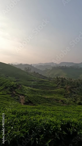 A lush view from within the tea plantations of Munnar, India, surrounded by vibrant green tea bushes and scattered shade trees. 