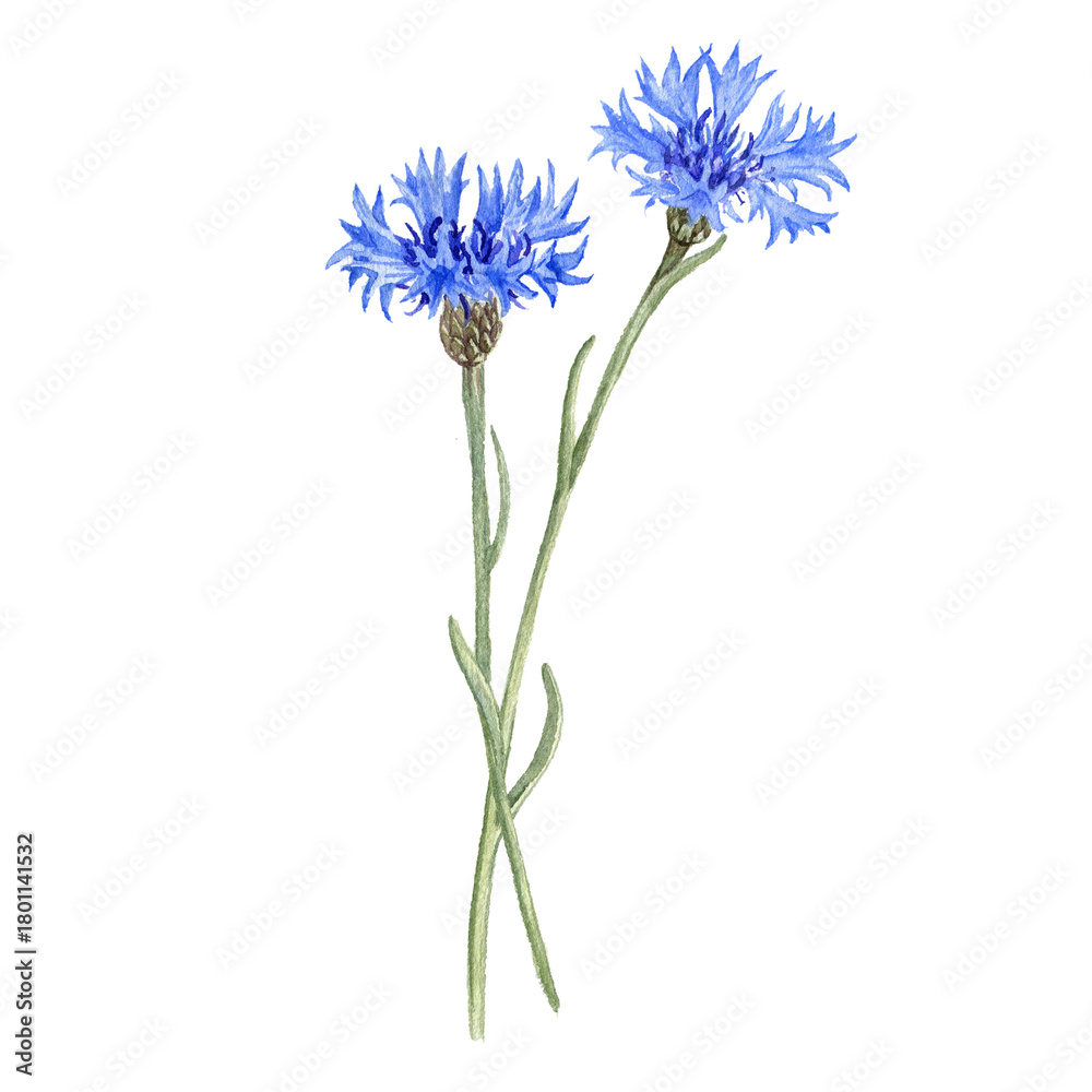 Obraz premium watercolor drawing flowers of blue cornflower, bachelor's button isolated at white background, wild flowering plants, hand drawn illustration