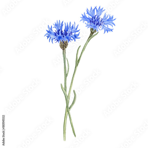 watercolor drawing flowers of blue cornflower, bachelor's button isolated at white background, wild flowering plants, hand drawn illustration