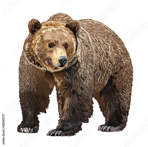 Vector illustration of big brown bear isolated on white