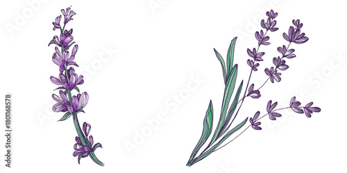 Lavender flowers elements. Collection of lavender flowers on a white background. Vector illustration flower. Vintage botanical drawing of French Lavender. Blossomed lavender.