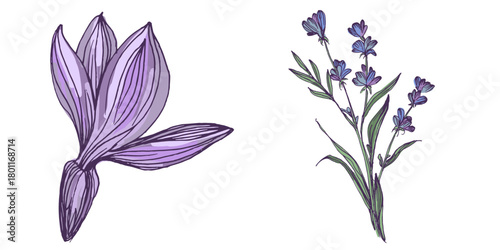 Lavender flowers elements. Collection of lavender flowers on a white background. Vector illustration flower. Vintage botanical drawing of French Lavender. Blossomed lavender.