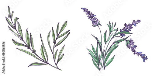 Lavender flowers elements. Collection of lavender flowers on a white background. Vector illustration flower. Vintage botanical drawing of French Lavender. Blossomed lavender.