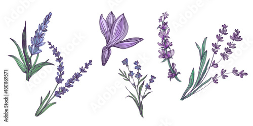Lavender flowers elements. Collection of lavender flowers on a white background. Vector illustration flower. Vintage botanical drawing of French Lavender. Blossomed lavender.