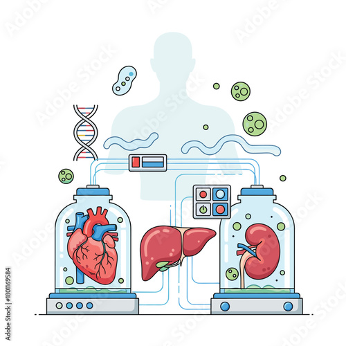 Illustration depicting organ regeneration and biotechnology, showcasing a heart, liver, and kidney in separate containers, isolated on