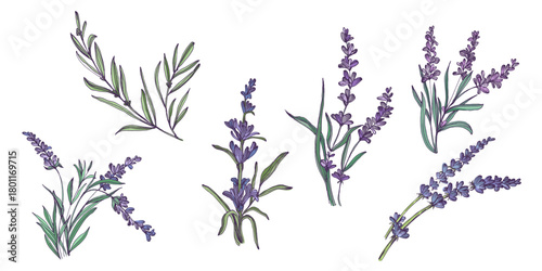 Lavender flowers elements. Collection of lavender flowers on a white background. Vector illustration flower. Vintage botanical drawing of French Lavender. Blossomed lavender.