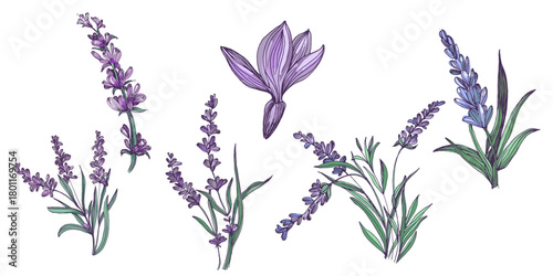 Lavender flowers elements. Collection of lavender flowers on a white background. Vector illustration flower. Vintage botanical drawing of French Lavender. Blossomed lavender.