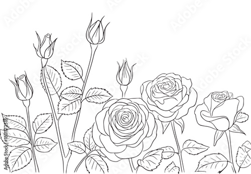 Black and white rose line drawing roses buds