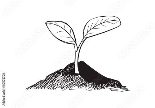 Seedling growing from soil plant sprout