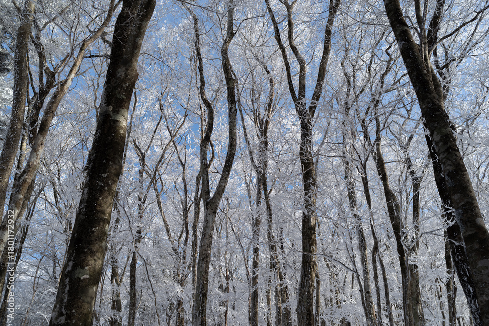 Fototapeta premium 見上げると美しい霧氷と青空