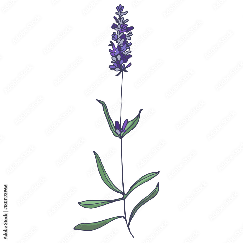 Obraz premium Lavender flowers elements. Collection of lavender flowers on a white background. Vector illustration flower. Vintage botanical drawing of French Lavender. Blossomed lavender.