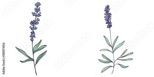 Lavender flowers elements. Collection of lavender flowers on a white background. Vector illustration flower. Vintage botanical drawing of French Lavender. Blossomed lavender.