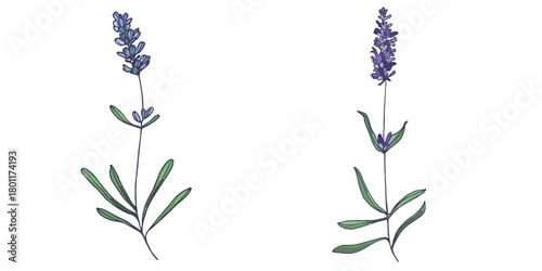 Lavender flowers elements. Collection of lavender flowers on a white background. Vector illustration flower. Vintage botanical drawing of French Lavender. Blossomed lavender.
