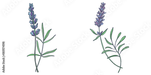 Lavender flowers elements. Collection of lavender flowers on a white background. Vector illustration flower. Vintage botanical drawing of French Lavender. Blossomed lavender.