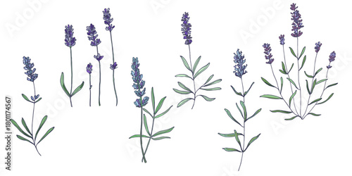 Lavender flowers elements. Collection of lavender flowers on a white background. Vector illustration flower. Vintage botanical drawing of French Lavender. Blossomed lavender.