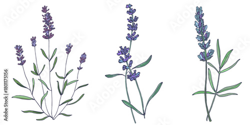 Lavender flowers elements. Collection of lavender flowers on a white background. Vector illustration flower. Vintage botanical drawing of French Lavender. Blossomed lavender.