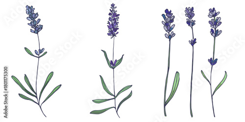 Lavender flowers elements. Collection of lavender flowers on a white background. Vector illustration flower. Vintage botanical drawing of French Lavender. Blossomed lavender.