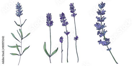 Lavender flowers elements. Collection of lavender flowers on a white background. Vector illustration flower. Vintage botanical drawing of French Lavender. Blossomed lavender.