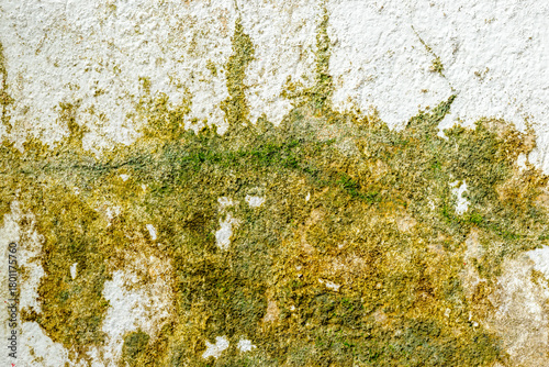 Old cement wall with mold and moss stains in green, brown, and white tones. Aged, weathered texture ideal for vintage or industrial backgrounds