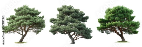 Wallpaper Mural Set of Huge Scots pine Tree Isolated on Transparent Background. PNG Torontodigital.ca