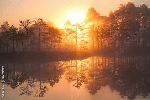 gorgeous sunrise behind the forest